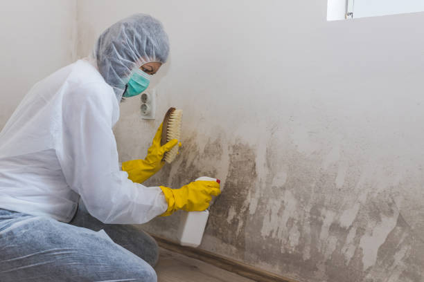 Professional Mold Remediation in Roosevelt, NY